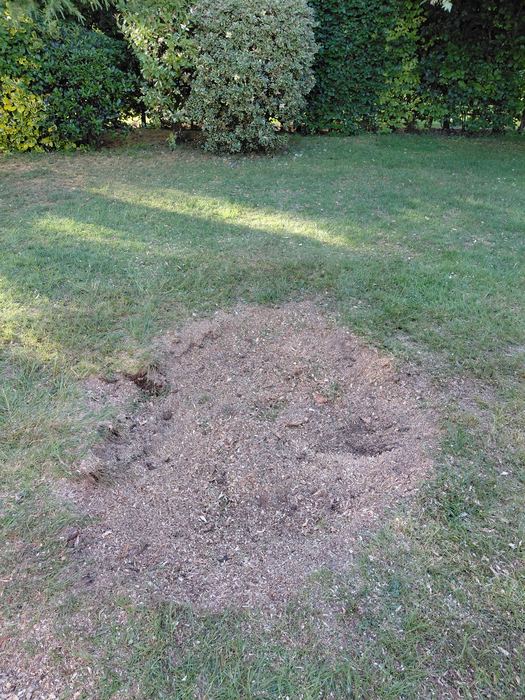 Ground area after stump grinding