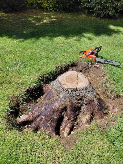 Tree stump before grinding