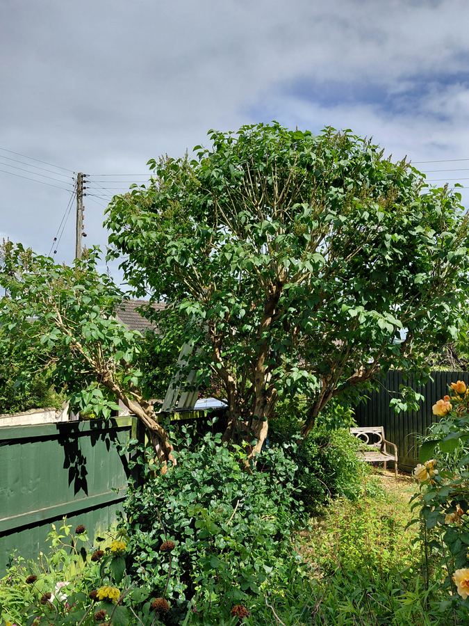 Garden tree pruning work
